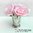 Cote Noire Seven Rose Bouquet rosa + Duft + Vase + Box