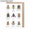 Klappkarte Bienen mit Umschlag Grätz-Verlag
